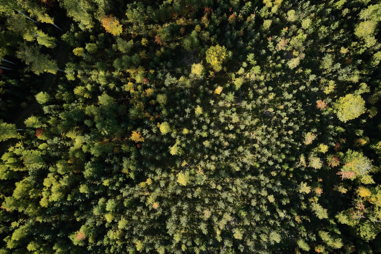 Proteção dos recursos florestais