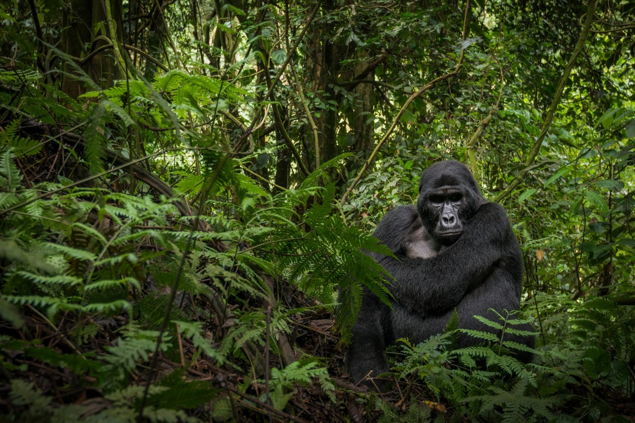 A floresta tropical – um ecossistema ameaçado